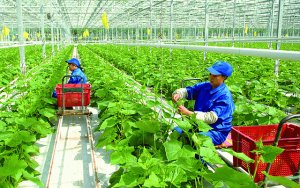 Chiến lược &ldquo;h&uacute;t&rdquo; FDI v&agrave;o n&ocirc;ng nghiệp 4.0