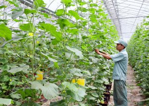 C&ocirc;ng nghiệp phụ trợ n&ocirc;ng nghiệp: Vẫn c&ograve;n khoảng c&aacute;ch so với y&ecirc;u cầu