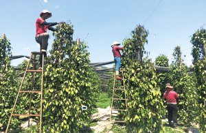 Để &ldquo;v&agrave;ng đen&rdquo; cho gi&aacute; trị v&agrave;ng