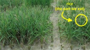Lúa chuy&ecirc;̉n gen sử dụng gen cỏ dại đ&ecirc;̉ ch&ocirc;́ng lại hạn hán