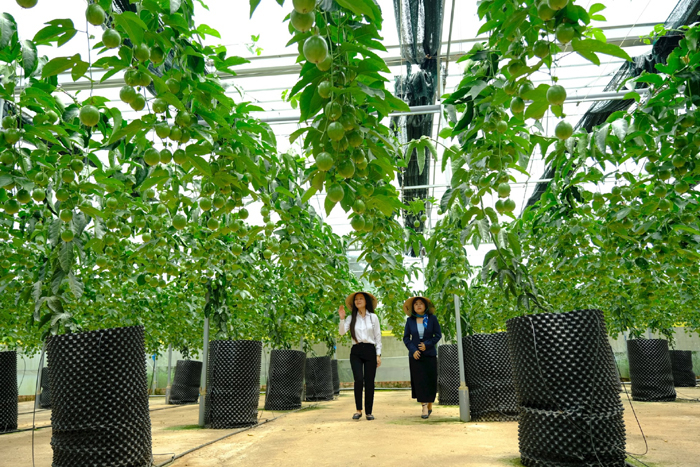 Triển vọng trồng chanh d&acirc;y trong nh&agrave; k&iacute;nh