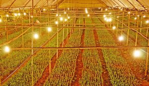 Ảnh hưởng của đ&egrave;n chiếu s&aacute;ng trong xử l&yacute; ra hoa cho c&acirc;y hoa c&uacute;c tại L&acirc;m Đồng