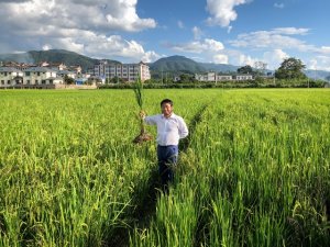 N&ocirc;ng d&acirc;n Trung Quốc, Uganda trồng l&uacute;a l&acirc;u năm năng suất cao, tiết kiệm chi ph&iacute;