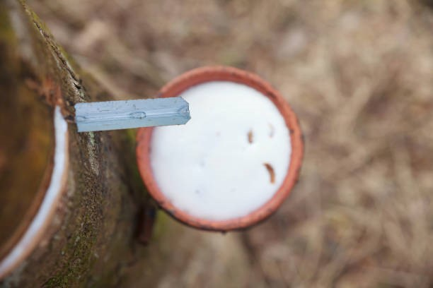 TT cao su ch&acirc;u &Aacute; ng&agrave;y 01/4: Việc khai th&aacute;c sớm tại c&aacute;c v&ugrave;ng sản xuất cao su ở V&acirc;n Nam dự kiến sẽ giảm &aacute;p lực cung