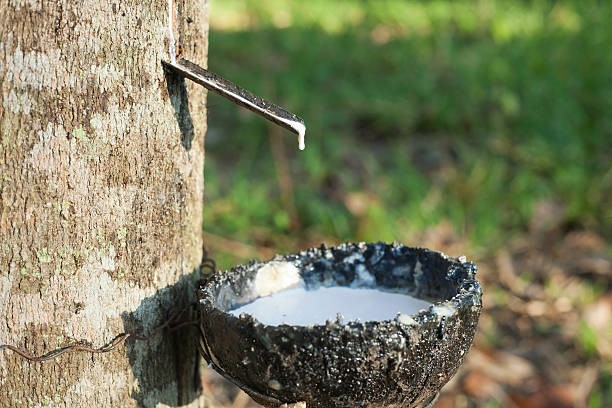 TT cao su ch&acirc;u &Aacute; ng&agrave;y 22/10: Căng thẳng thương mại giữa Trung Quốc v&agrave; H&agrave; Lan đ&atilde; t&aacute;c động l&ecirc;n gi&aacute;