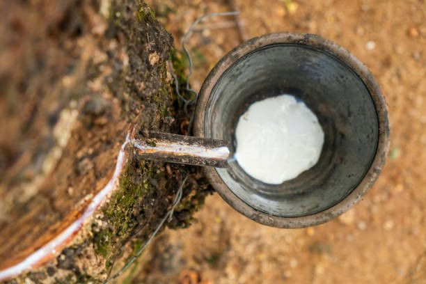 TT cao su ch&acirc;u &Aacute; ng&agrave;y 25/9: Lợi nhuận trong lĩnh vực &ocirc; t&ocirc; thấp khiến lực mua yếu k&eacute;o gi&aacute; giảm nhẹ