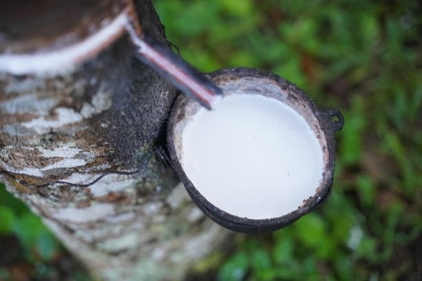 TT cao su ch&acirc;u &Aacute; ng&agrave;y 7/8: Gi&aacute; tại Nhật Bản giảm do triển vọng sản lượng tăng