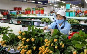 CPTPP: Cơ hội cho ng&agrave;nh n&ocirc;ng nghi&ecirc;̣p c&oacute; thể kh&ocirc;ng lớn