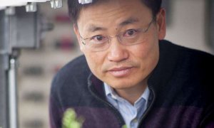 L&uacute;a chỉnh sửa gene tạo ra sự tăng trưởng mạnh về năng suất 