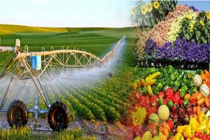 Ph&ecirc; duyệt Chiến lược ph&aacute;t triển trồng trọt đến năm 2030, tầm nh&igrave;n đến năm 2050 