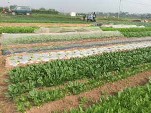 Tạo ch&iacute;nh s&aacute;ch cho sản xuất n&ocirc;ng nghiệp hữu cơ ph&aacute;t triển
