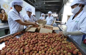 Ng&agrave;nh n&ocirc;ng nghiệp th&iacute;ch ứng linh hoạt theo t&iacute;n hiệu thị trường