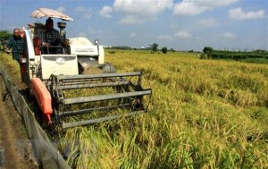 Thị trường n&ocirc;ng sản tuần qua: Gi&aacute; l&uacute;a ổn định, c&agrave;ph&ecirc; phục hồi
