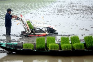 Nghi&ecirc;n cứu ph&aacute;t thải m&ecirc; tan tr&ecirc;n đất l&uacute;a trong m&ocirc; h&igrave;nh lu&acirc;n canh v&agrave; th&acirc;m canh