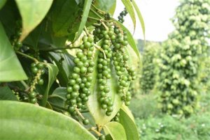 Tận dụng hiệu quả UKVFTA để đẩy mạnh xuất khẩu sang thị trường Anh
