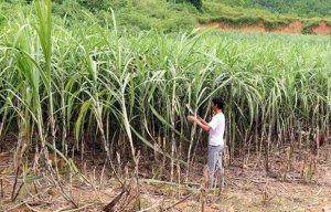 Vực ng&agrave;nh m&iacute;a đường: Cạnh tranh c&ocirc;ng bằng v&agrave; giải ph&aacute;p li&ecirc;n kết chuỗi