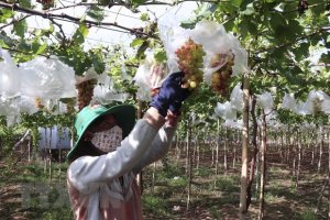 Năm 2021 c&oacute; th&ecirc;m hơn 1.600 doanh nghiệp đầu tư v&agrave;o n&ocirc;ng nghiệp