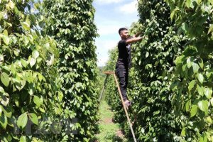 N&ocirc;ng sản Việt ra thị trường thế giới: N&acirc;ng cao năng lực th&iacute;ch ứng
