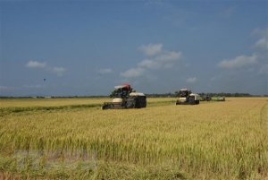 Gi&aacute; gạo xuất khẩu tăng l&ecirc;n mức cao nhất trong hơn một thập kỷ