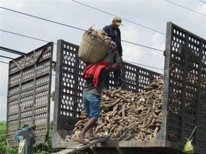 Bộ trưởng C&ocirc;ng Thương: Ng&agrave;nh sắn cần chuyển sang xuất khẩu ch&iacute;nh ngạch