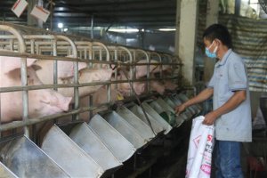 X&acirc;y dựng kế hoạch để xuất khẩu c&aacute;c sản phẩm chăn nu&ocirc;i
