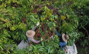Cơ hội, th&aacute;ch thức trong giai đoạn tới của xuất khẩu n&ocirc;ng sản chủ lực