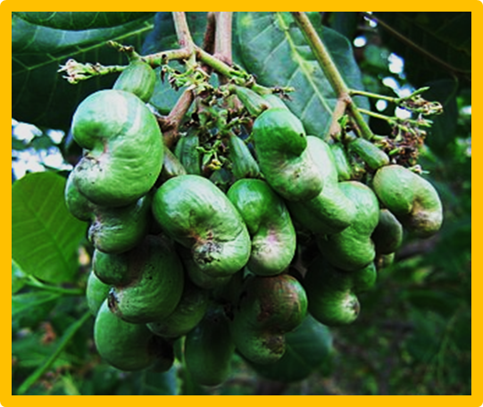 Tuần tin khoa học 970 (08-14/12/2025)