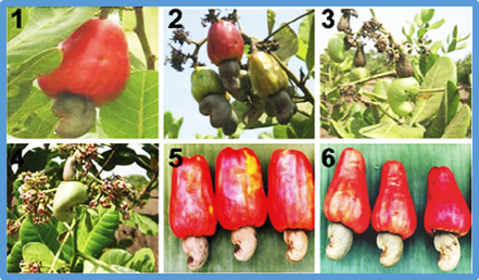 Tuần tin khoa học 989 (20-26/4/2026)