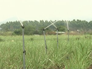 Hiệu quả của một số phương ph&aacute;p tưới nước v&agrave; b&oacute;n ph&acirc;n đến năng suất, chất lượng m&iacute;a ở v&ugrave;ng đ&ocirc;ng Nam Bộ