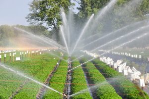 Tối ưu h&oacute;a sử dụng nước l&agrave; ch&igrave;a kh&oacute;a cho c&aacute;c hệ thống n&ocirc;ng sản