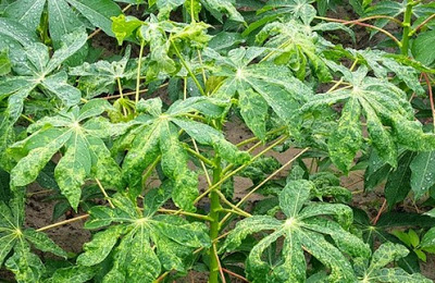 Tuyển chọn giống sắn kh&aacute;ng bệnh khảm l&aacute; c&oacute; năng suất, h&agrave;m lượng tinh bột cao