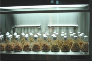 S&aacute;ng chế mới từ một ph&aacute;t hiện lo&agrave;i tuyến tr&ugrave;ng mới cho khoa học