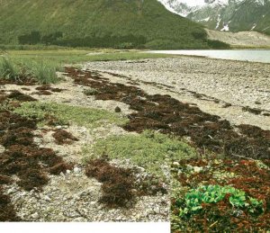 Khả năng hấp thu CO2 của thảm thực vật ở B&aacute;n cầu Bắc suy giảm mạnh 