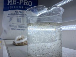 Qu&aacute; tr&igrave;nh l&ecirc;n men mở ra triển vọng mới cho đậu n&agrave;nh v&agrave; ngũ cốc trong sản xuất thức ăn thủy sản