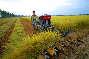 Lao động n&ocirc;ng nghiệp, n&ocirc;ng th&ocirc;n ĐBSCL c&ograve;n nhiều r&agrave;o cản