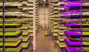 AeroFarms bồi đắp cho tương lai của canh t&aacute;c thẳng đứng