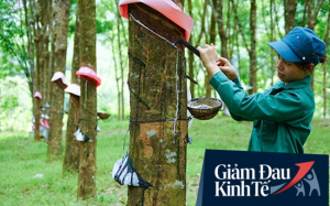 Thị trường cao su thế giới tổn thương nghi&ecirc;m trọng v&igrave; Covid-19 