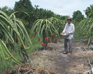 Ảnh hưởng của ph&acirc;n b&oacute;n NPK h&ograve;a tan h&agrave;m lượng cao đến năng suất v&agrave; chất lượng thanh long tại tỉnh B&igrave;nh Thuận