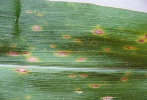 Khảo s&aacute;t khả năng đối kh&aacute;ng của xạ khuẩn đối với nấm elminthosporium maydis g&acirc;y bệnh đốm l&aacute; nhỏ hại bắp