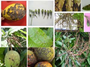 Nghi&ecirc;n cứu nấm Colletotrichum spp. g&acirc;y bệnh th&aacute;n thư tr&ecirc;n c&acirc;y xo&agrave;i