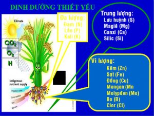 Ảnh hưởng của kali, kẽm, bo đến năng suất l&uacute;a tr&ecirc;n một số loại đất Việt Nam 