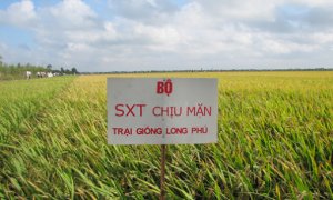 Đ&aacute;nh gi&aacute; khả năng chịu mặn một số giống l&uacute;a m&ugrave;a ở Đồng Bằng S&ocirc;ng Cửu Long