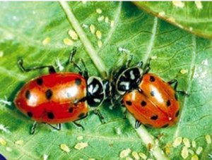 Đặc điểm sinh học v&agrave; khả năng ăn mồi của bọ r&ugrave;a s&aacute;u vệt đen đối với rệp muội đen v&agrave; rệp muội b&ocirc;ng  