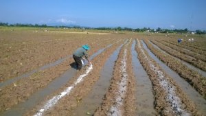 Nghi&ecirc;n cứu vi sinh vật chuyển ho&aacute; hydratcacbon trong đất trồng ng&ocirc; tại Hà Nội