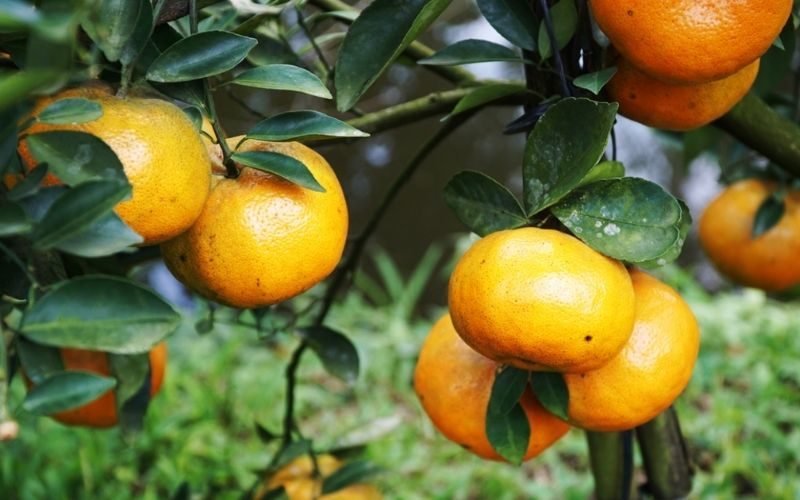 Ưu điểm v&agrave; hạn chế của việc sử dụng thuốc bảo vệ thực vật v&agrave; ph&acirc;n b&oacute;n trong sản xuất họ cam qu&yacute;t ở điều kiện canh t&aacute;c thực tế