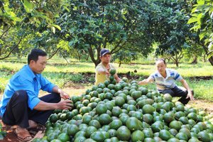 Giải ph&aacute;p để &ldquo;ho&agrave;ng hậu&rdquo; tr&aacute;i c&acirc;y chiếm lĩnh thị trường hơn 20 tỷ USD