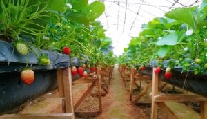 Ảnh hưởng của gi&aacute; thể trồng đến sinh trưởng v&agrave; năng suất của giống d&acirc;u t&acirc;y Newzealand trồng trong nh&agrave; Plastic tại Đ&agrave; Lạt