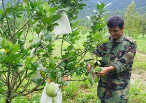 Trồng c&acirc;y ăn quả hữu cơ v&agrave; d&acirc;u tằm bền vững ở T&acirc;y Nguy&ecirc;n