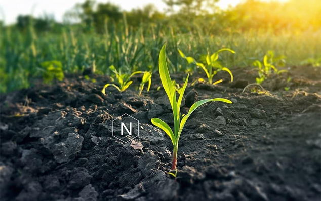 Vai tr&ograve; mới của nitrate reductase trong việc điều h&ograve;a qu&aacute; tr&igrave;nh h&igrave;nh th&agrave;nh nốt sần đ&aacute;p ứng với nitơ