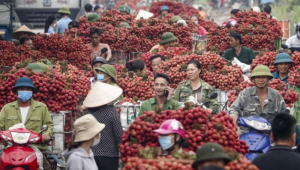 Xuất khẩu rau quả suy giảm, sầu ri&ecirc;ng gặp th&aacute;ch thức lớn